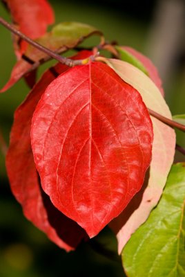 Cornus nuttalii - dřín nuttallův - list podzim